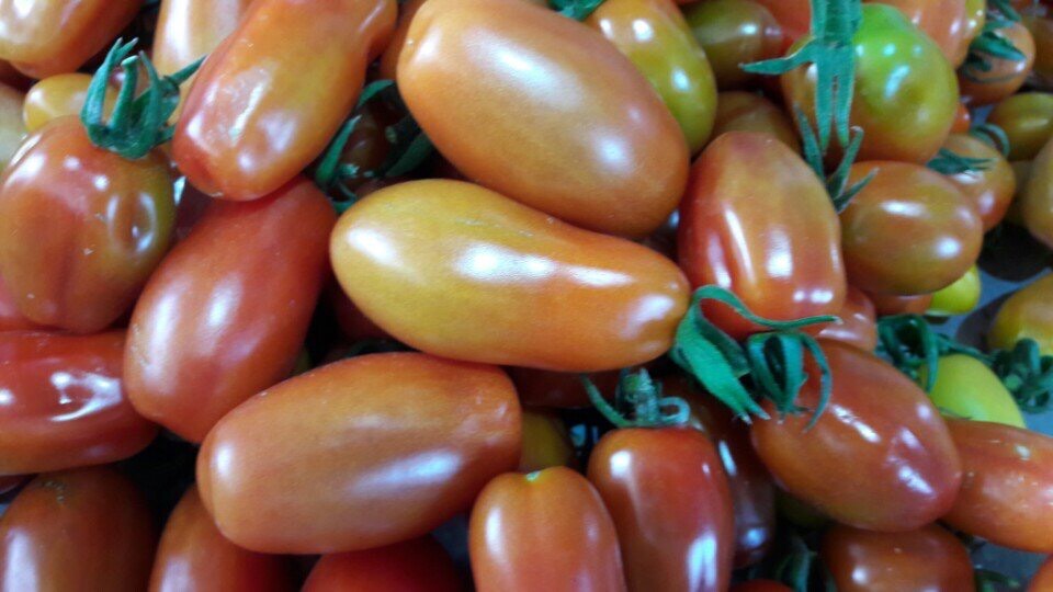 Cà chua - Cung Cấp Rau Sạch - Công Ty Cổ Phần Nông Sản Thực Phẩm Thành Nam